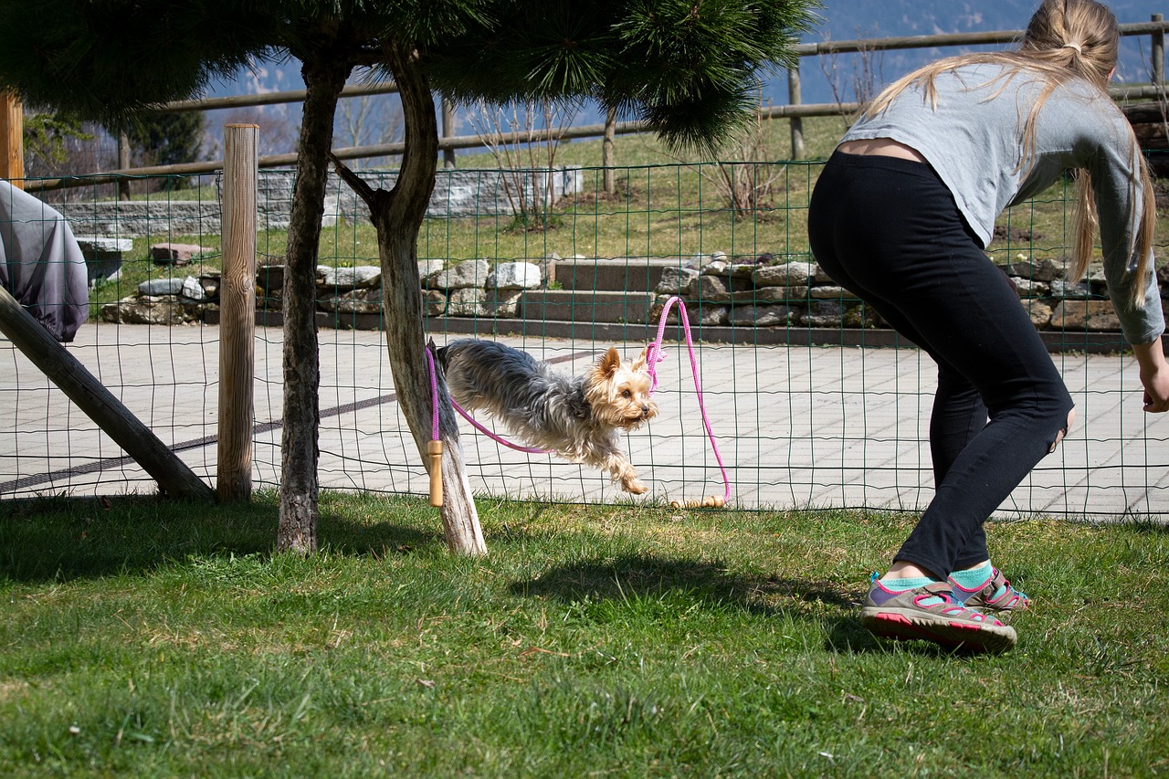 How to Teach Your Dog to Navigate Obstacles